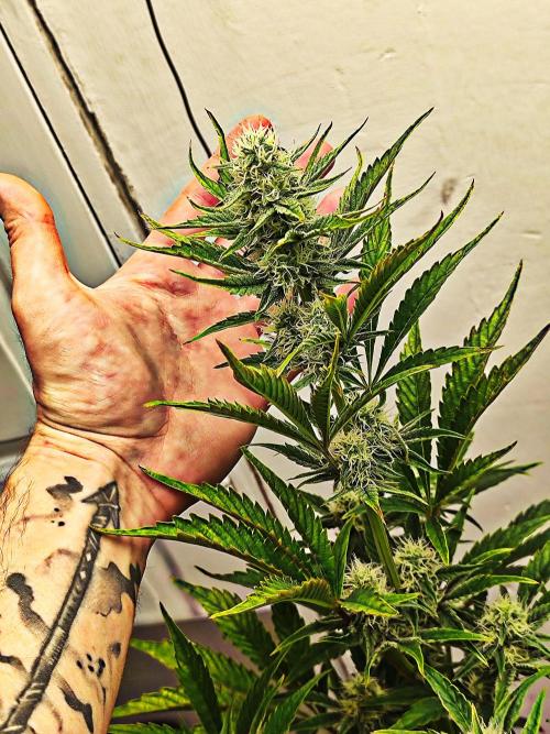 Auto Big Grape Dosa VEGAN GROW. Week 7