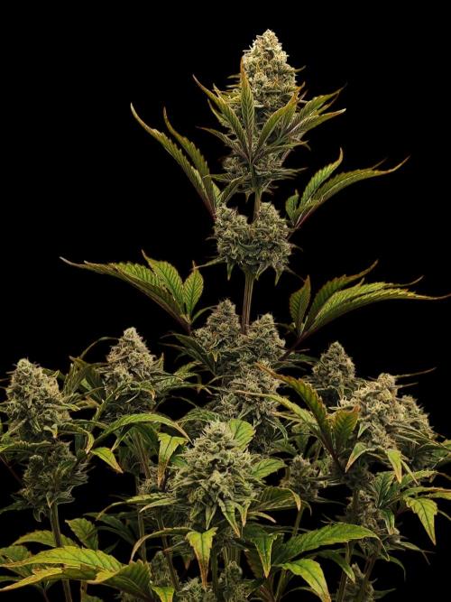 Auto Big Grape Dosa VEGAN GROW. Week 8