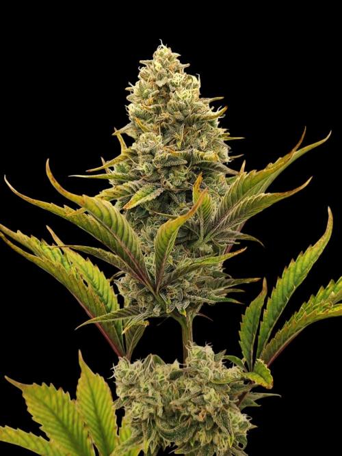 Auto Big Grape Dosa VEGAN GROW. Week 8