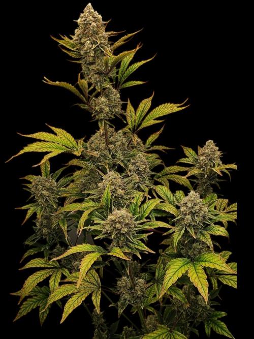 Auto Big Grape Dosa VEGAN GROW. Week 9