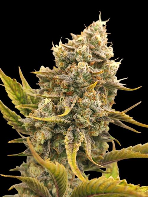 Auto Big Grape Dosa VEGAN GROW. Week 9