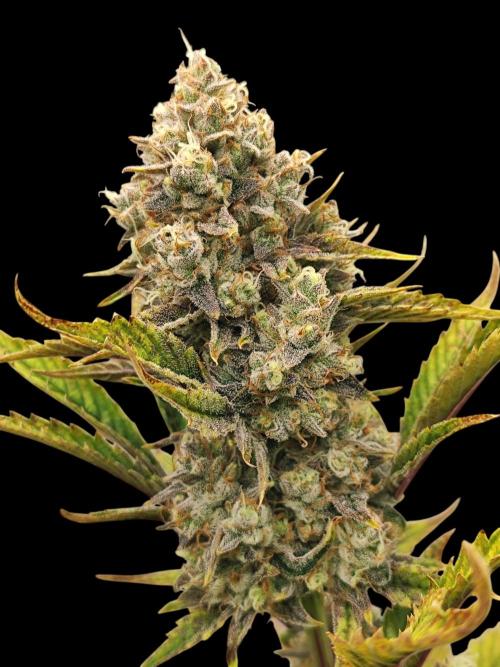 Auto Big Grape Dosa VEGAN GROW. Week 9