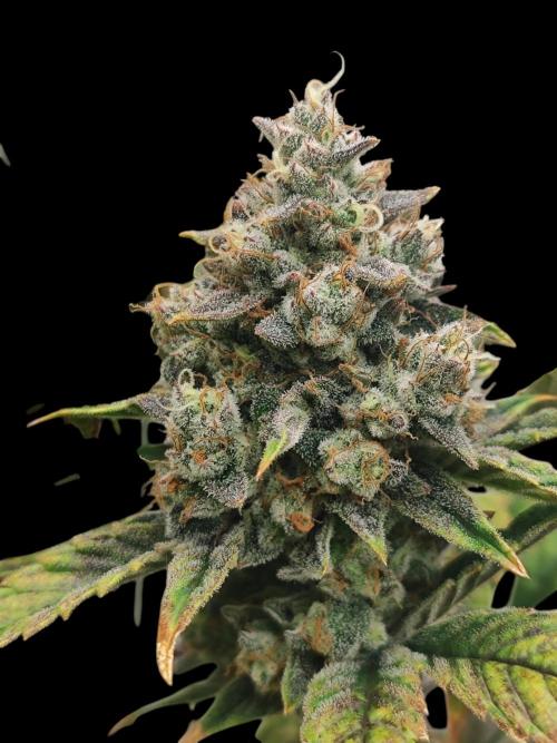 Auto Big Grape Dosa VEGAN GROW. Week 10 - Grapes 