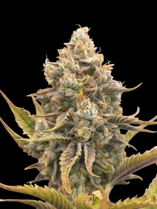 Auto Big Grape Dosa VEGAN GROW. Week 10 - More grapes