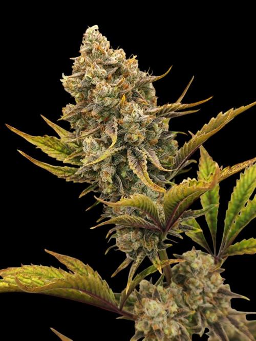 Auto Big Grape Dosa VEGAN GROW. Week 10 - Woohoo Grapes 🍇🔥🤣