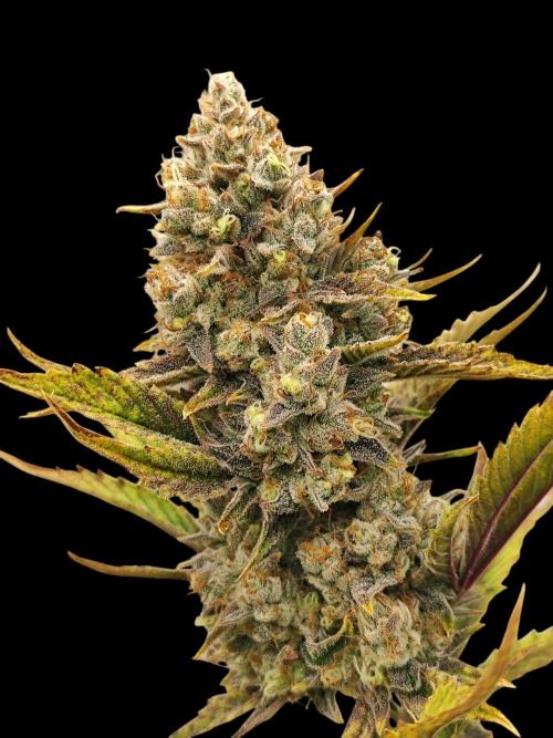 Auto Big Grape Dosa VEGAN GROW. Week 11