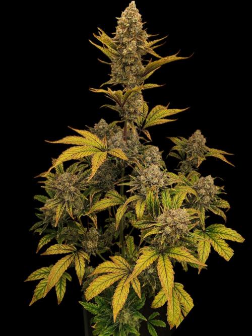 Auto Big Grape Dosa VEGAN GROW. Week 11