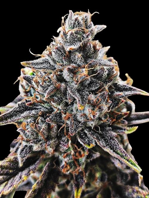 Auto Big Grape Dosa VEGAN GROW. Week 11