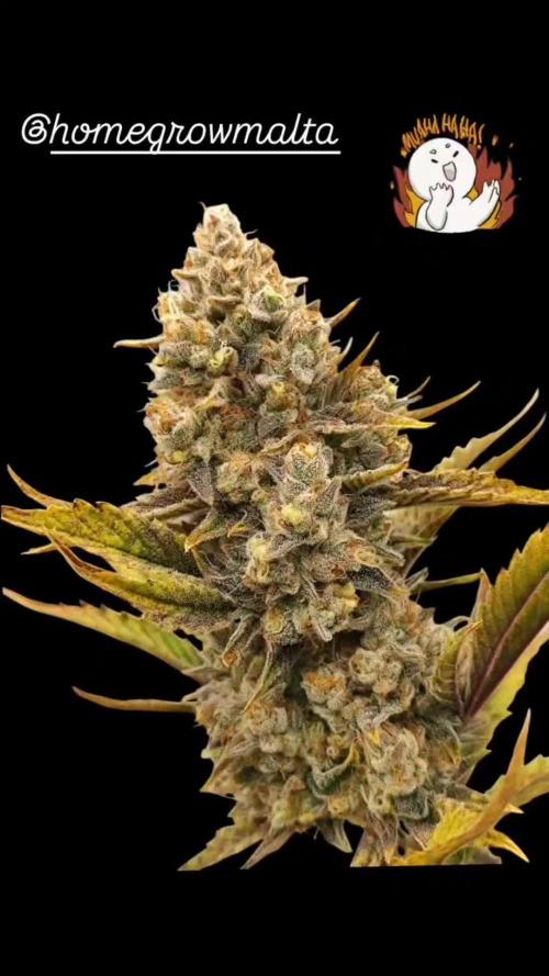 Auto Big Grape Dosa VEGAN GROW