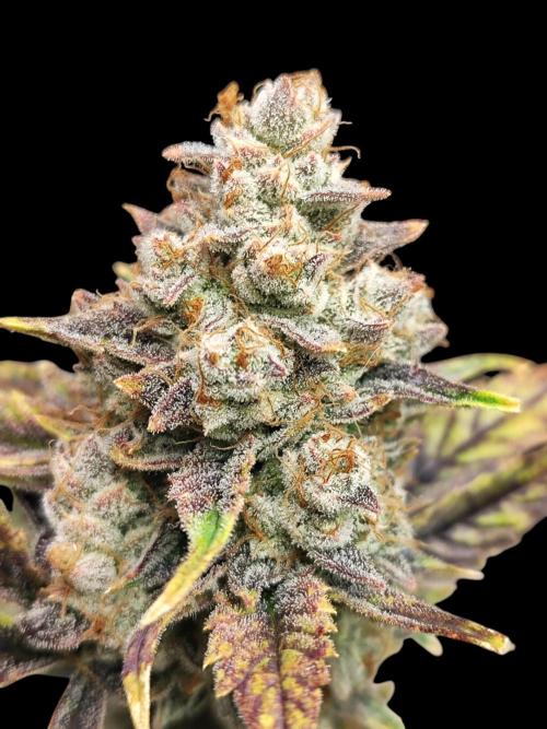 Auto Big Grape Dosa VEGAN GROW. Week 12