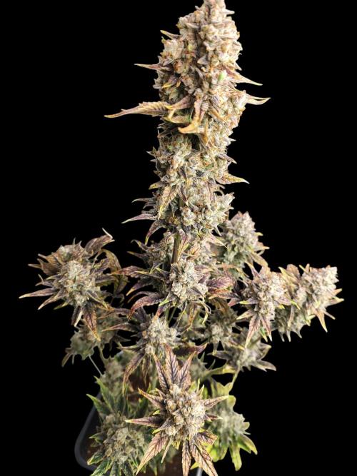 Auto Big Grape Dosa VEGAN GROW. Week 12
