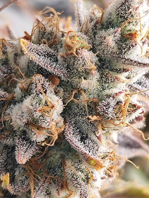 Auto Big Grape Dosa VEGAN GROW. Week 12