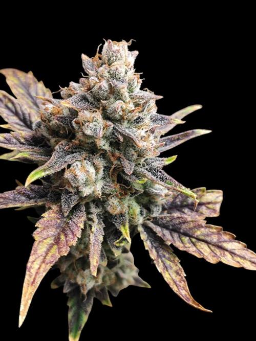 Auto Big Grape Dosa VEGAN GROW. Week 12