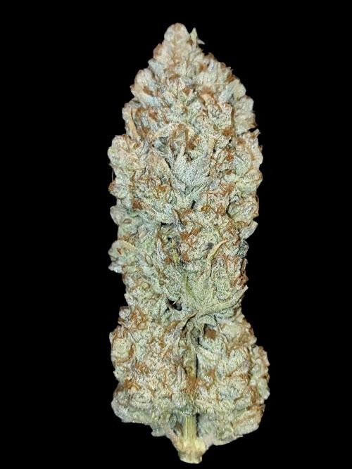 Auto Big Grape Dosa VEGAN GROW. Week 12