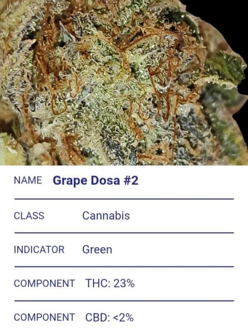 Auto Big Grape Dosa VEGAN GROW. Week 12