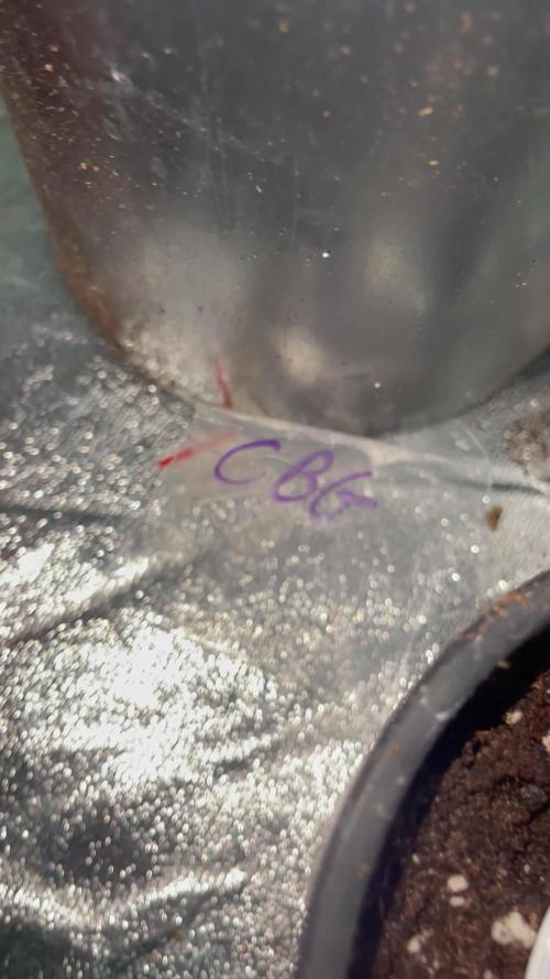 Mamba Negra CBG