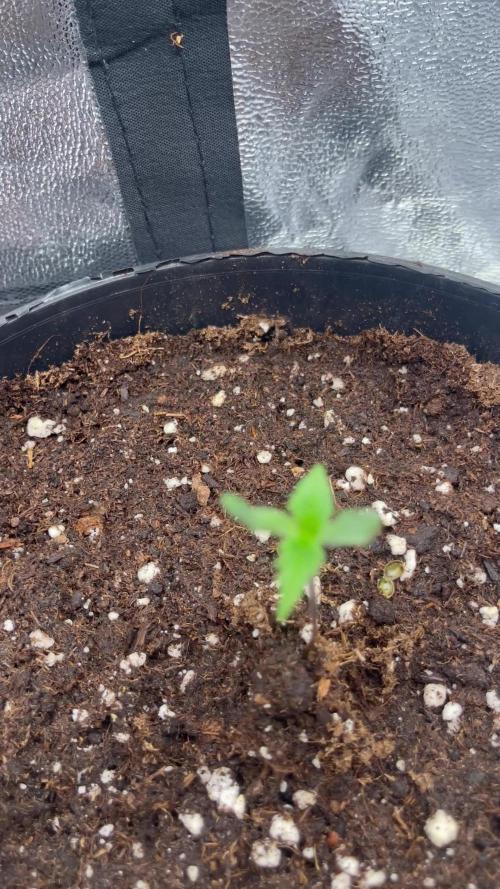 Mamba Negra CBG
