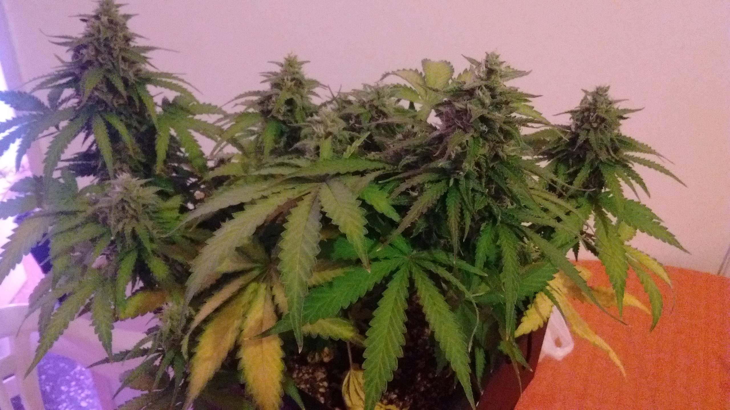 Moby Dick Led Moby Dick Led