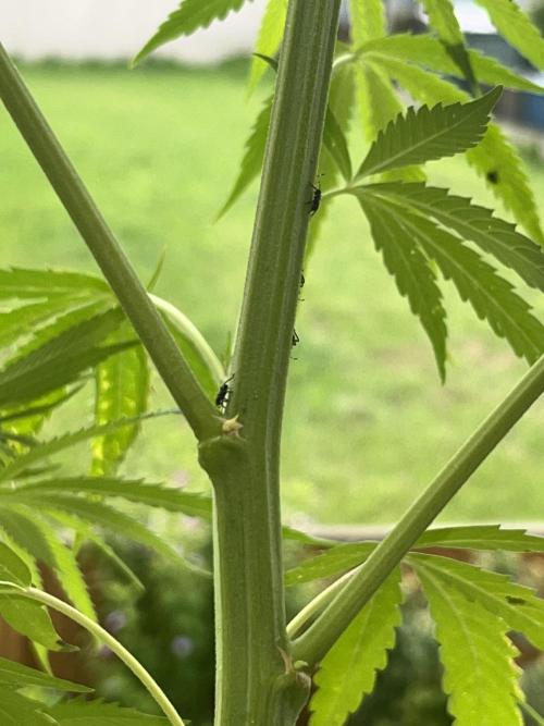 Canna055