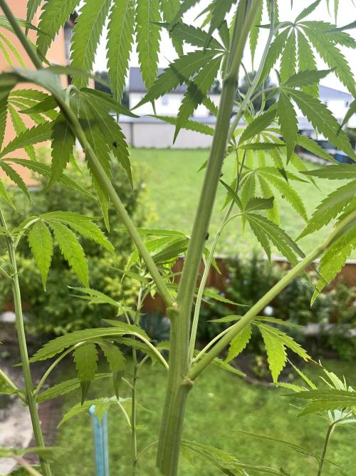 Canna055