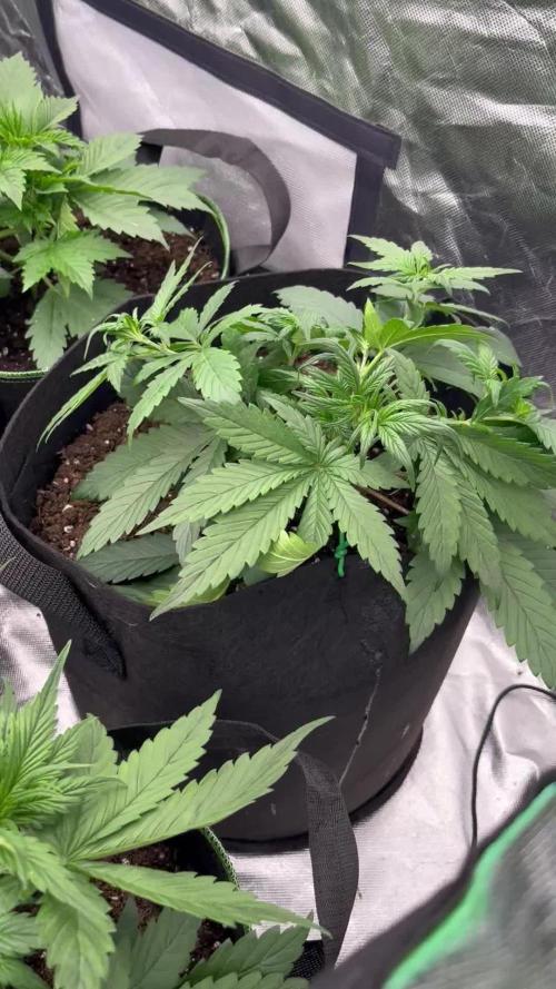 FastBuds MultiRun