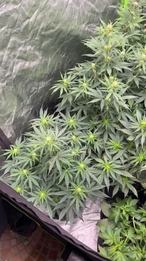 FastBuds MultiRun