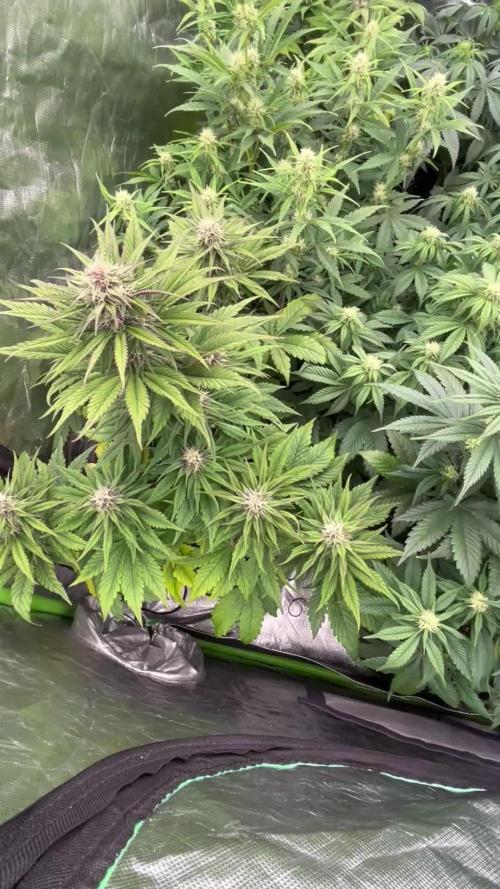 FastBuds MultiRun