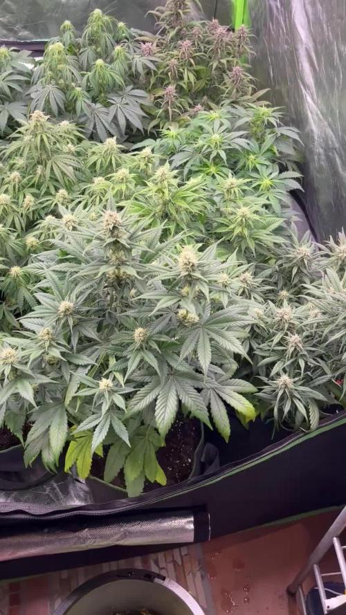 FastBuds MultiRun