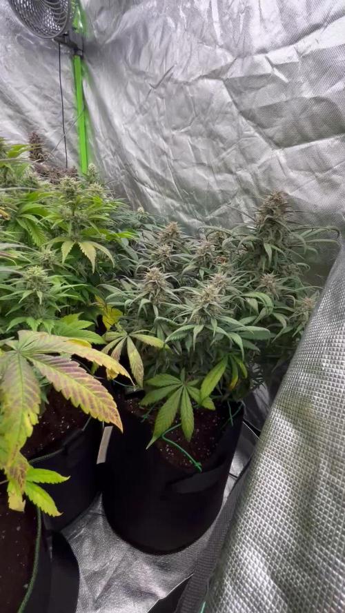 FastBuds MultiRun