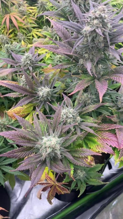 FastBuds MultiRun