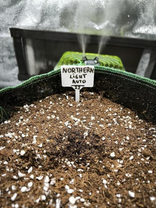 Hulkberry Auto & Northern Light Auto. Week 0 - 22.1. - 20:00 (1d ve vodě a 3d v kuchyň. utěrkách)