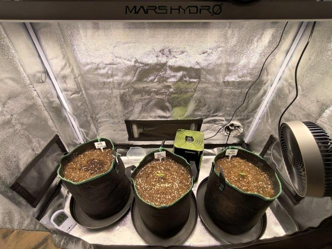 Hulkberry Auto & Northern Light Auto. Week 1