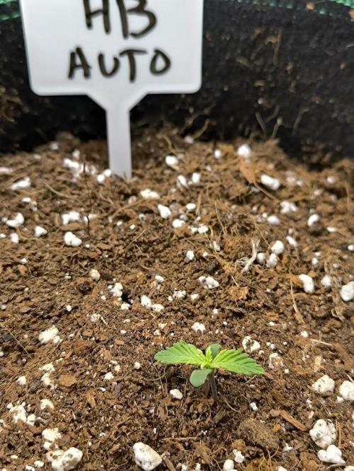 Hulkberry Auto & Northern Light Auto. Week 1 - 6d stará