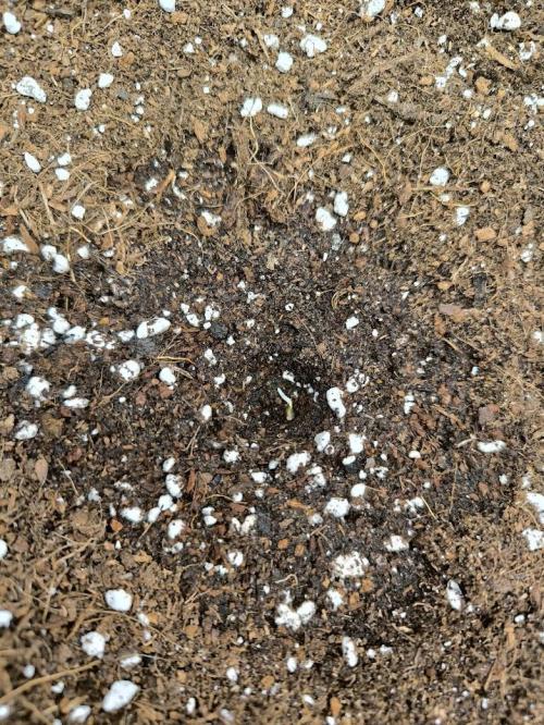 Hulkberry Auto & Northern Light Auto. Week 1 - Poslední HB v substrátu