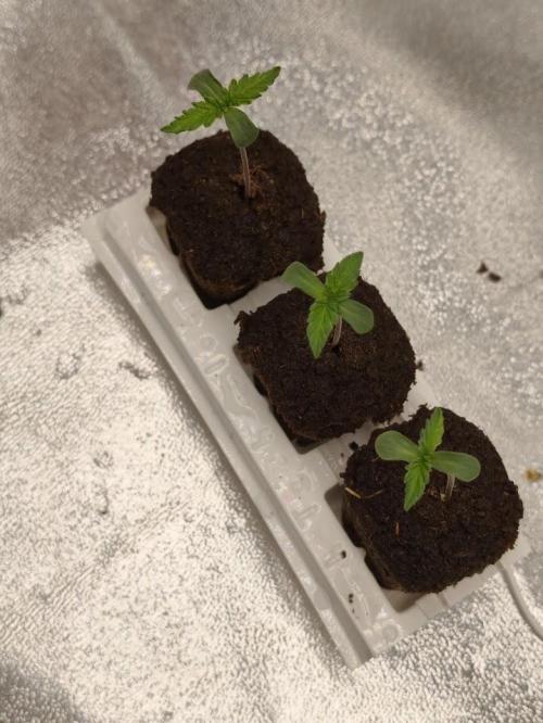 White Widow. Week 0 - 4d