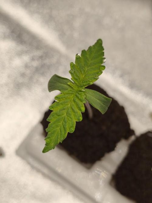 White Widow. Week 0 - 6d