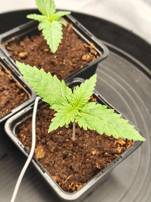 White Widow. Week 1 - 10d