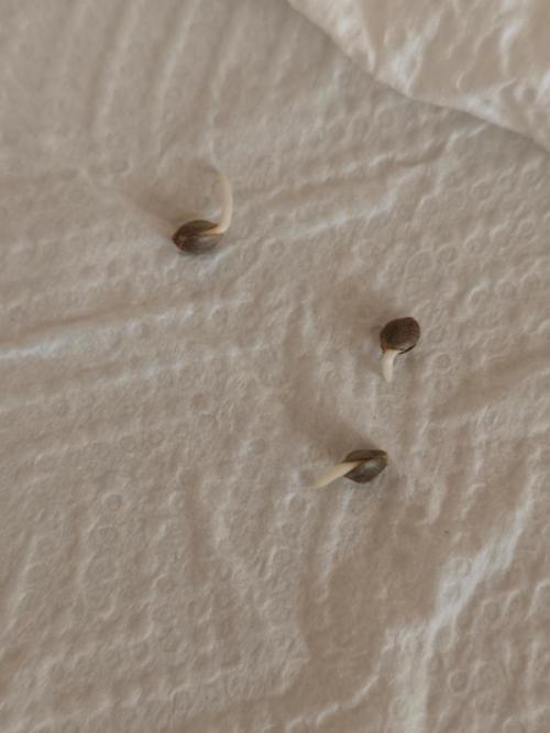 White Widow. Week 0 - 12h