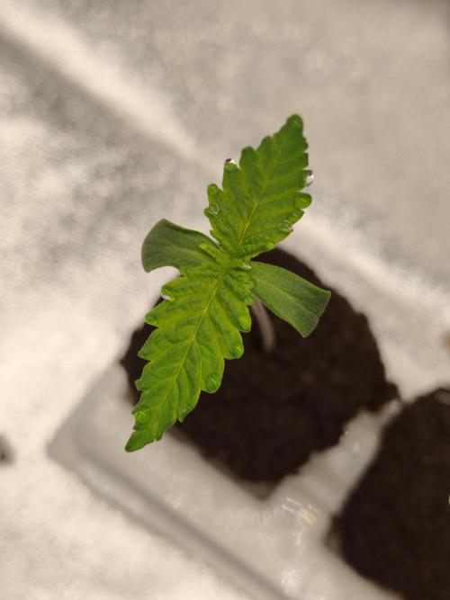 White Widow. Week 0 - 6d