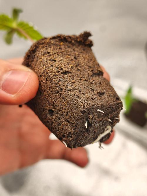 White Widow. Week 0 - 6d