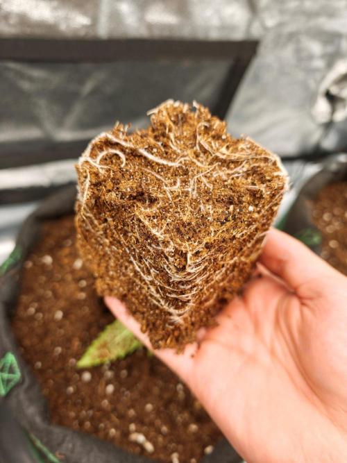 White Widow. Week 1 - 13d