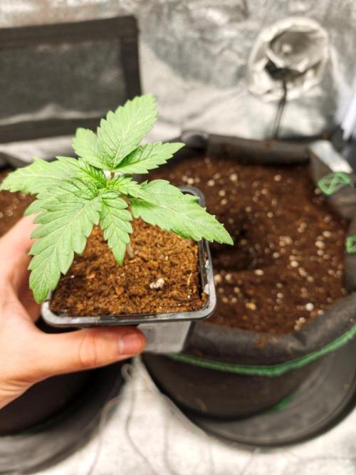 White Widow. Week 1 - 13d