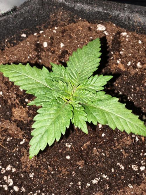 White Widow. Week 1 - 14d