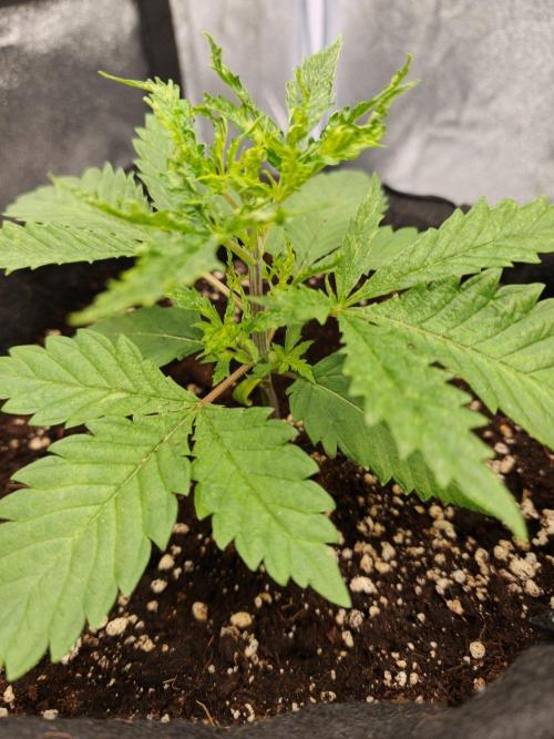 White Widow. Week 2 - 20d