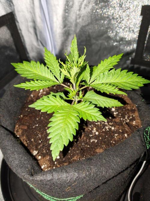 White Widow. Week 2 - 19d