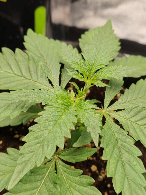White Widow. Week 2 - 20d