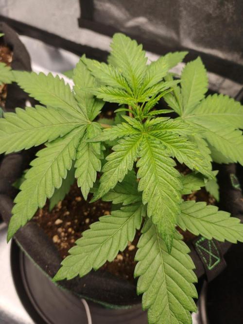 White Widow. Week 2 - 22d