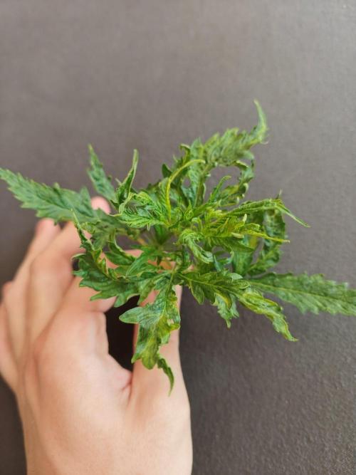White Widow. Week 2 - 22d