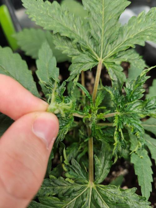 White Widow. Week 3 - 23d