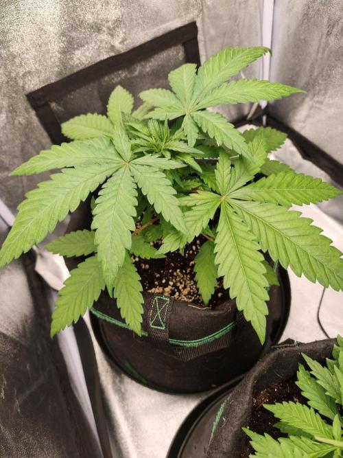 White Widow. Week 3 - 27d